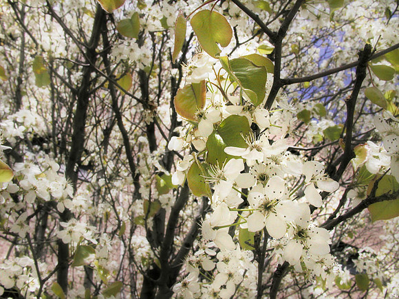 Flowering Tree