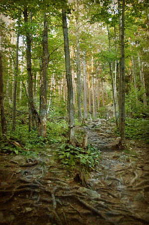 Forest 1